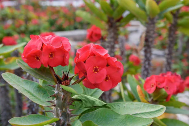Euphorbia Milii - Image 4