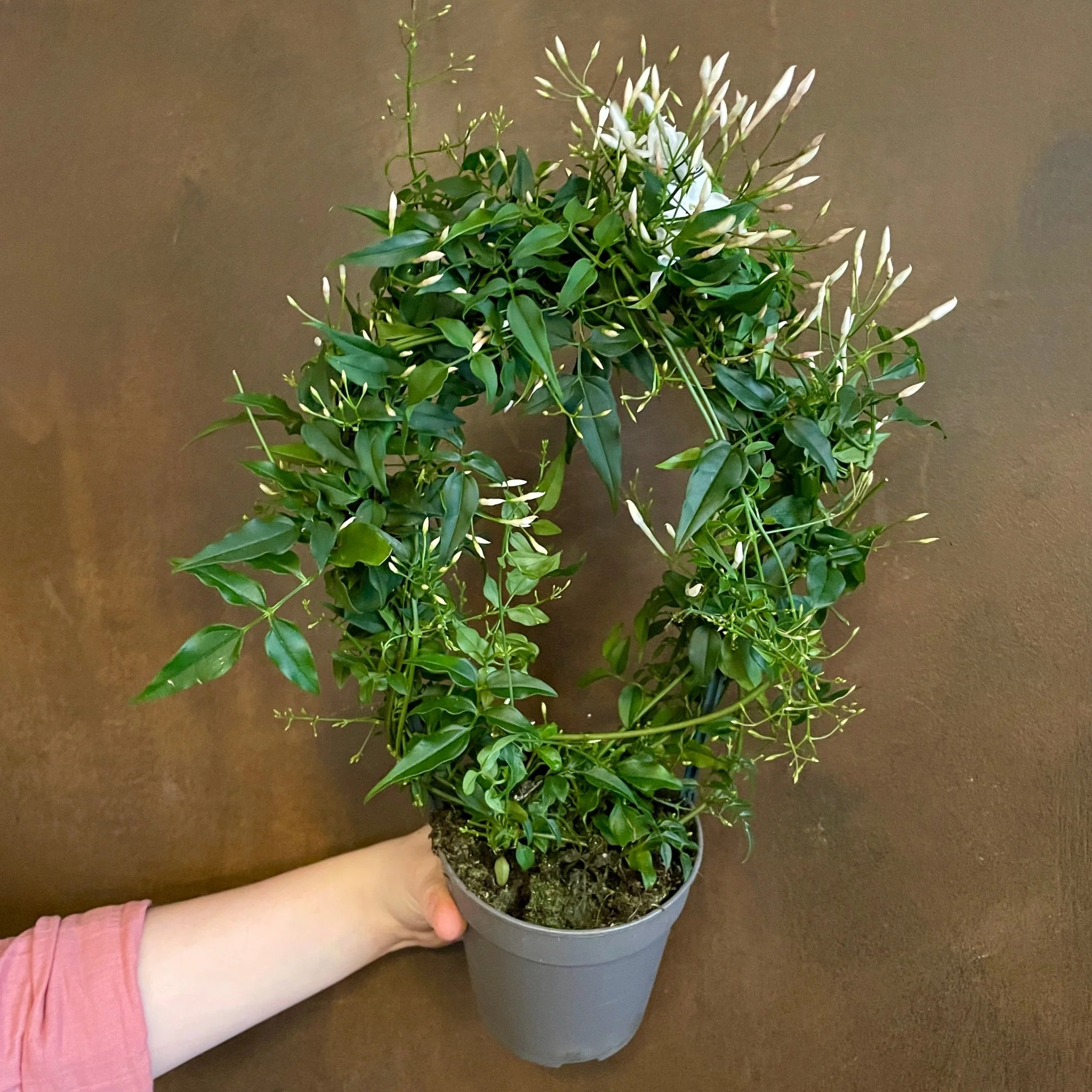 Jasminum Polyanthum Pyramid - Image 2