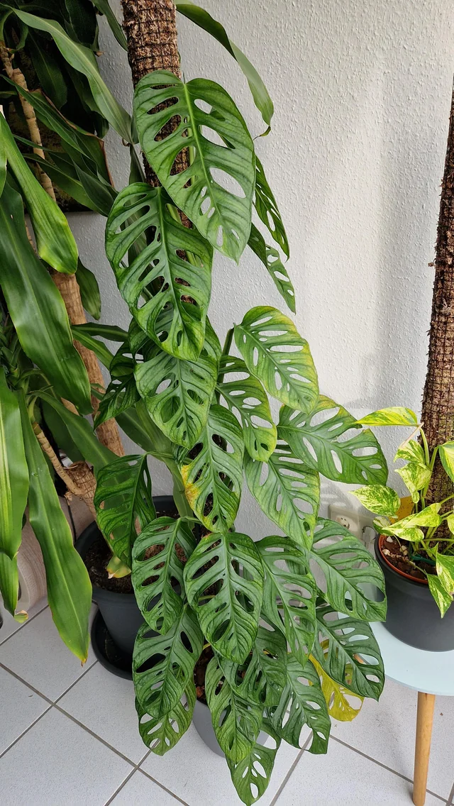 Monstera Monkey Mask Moss Stick - Image 2