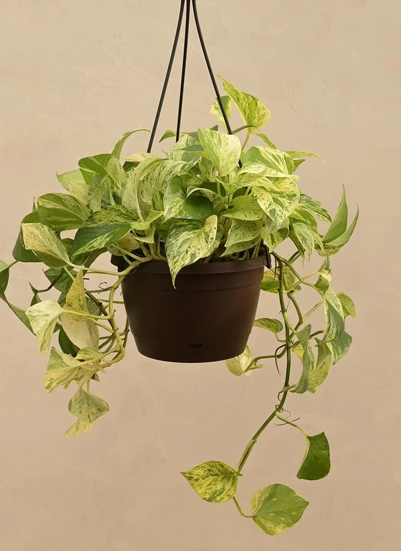 Epipremnum (Money Plant Hanging)