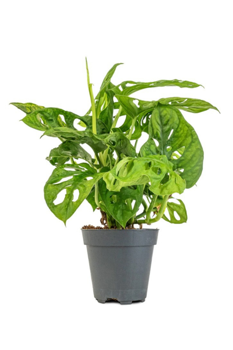 Monstera Adansonii Monkey Mask