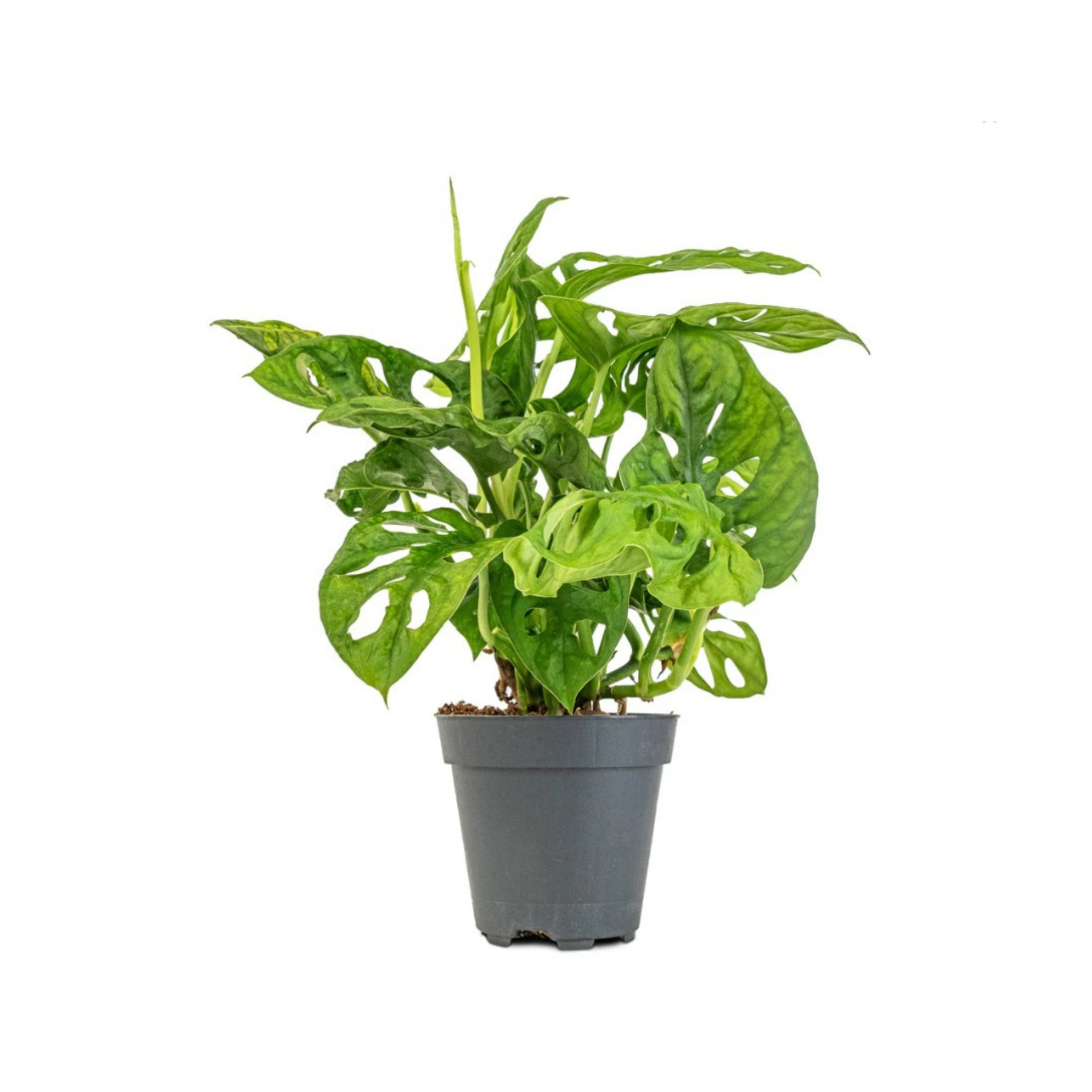 Monstera Adansonii Monkey Mask