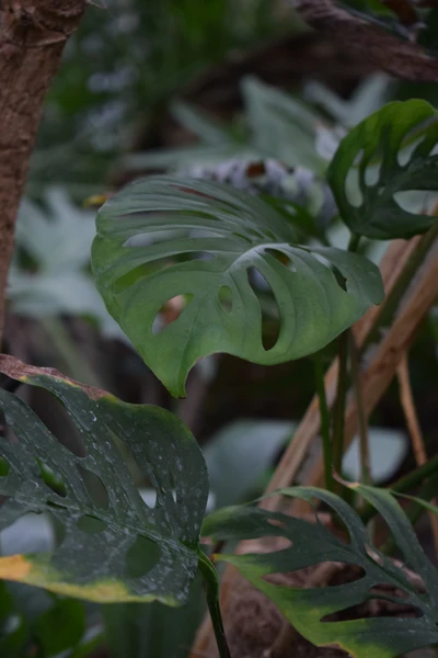 Monstera Adansonii Monkey Mask - Image 3