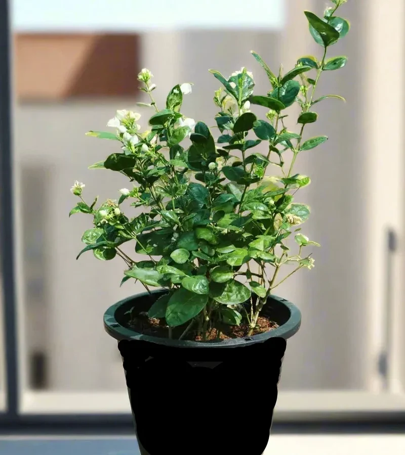 Jasminum Sambac Rajdee (Arabian Jasmine)