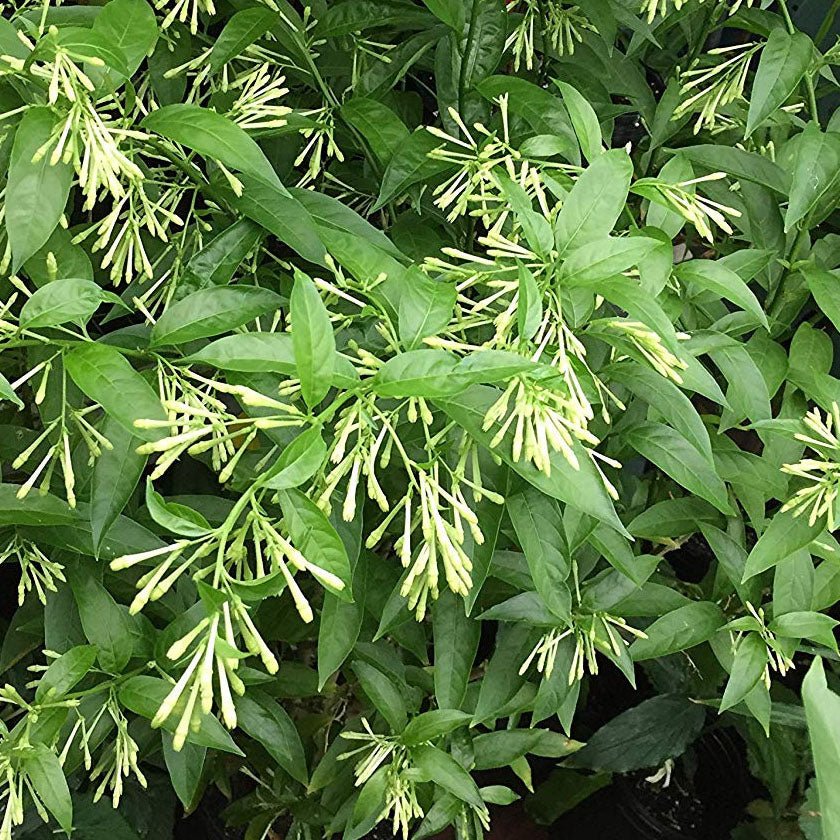 Cestrum Nocturnum – Night Queen - Image 2