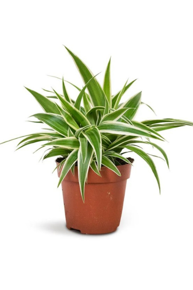 Spider Plant (Chlorophytum Ocean)
