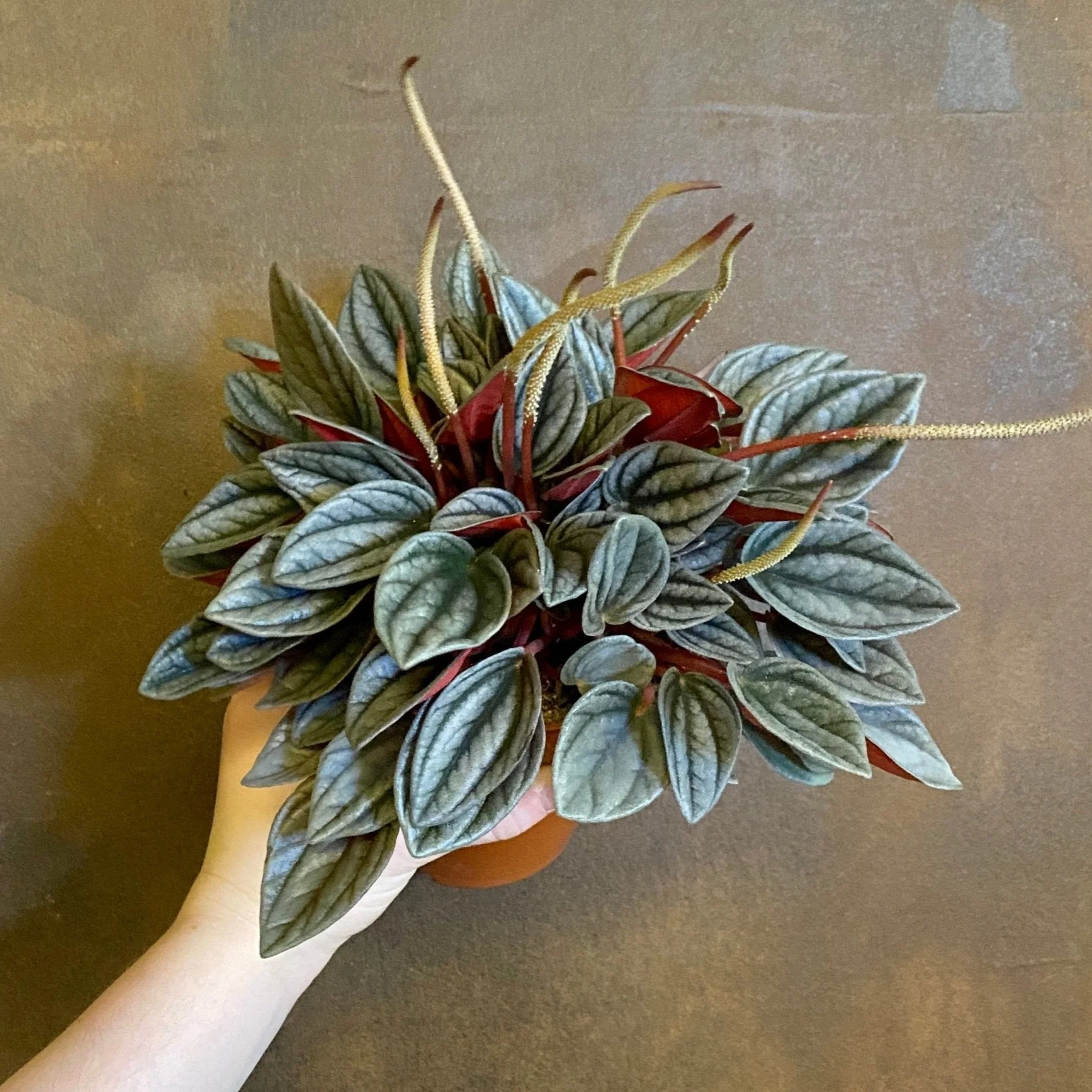 Peperomia Caperata Santorini - Image 4