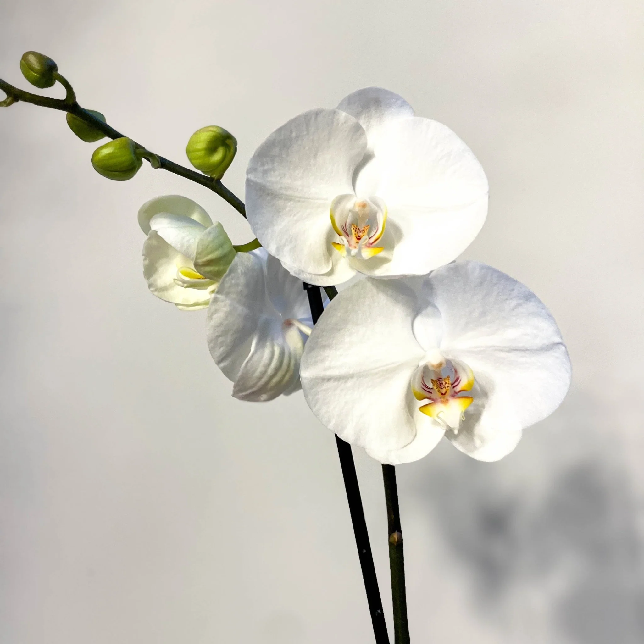 Phalaenopsis Orchid White - Image 3