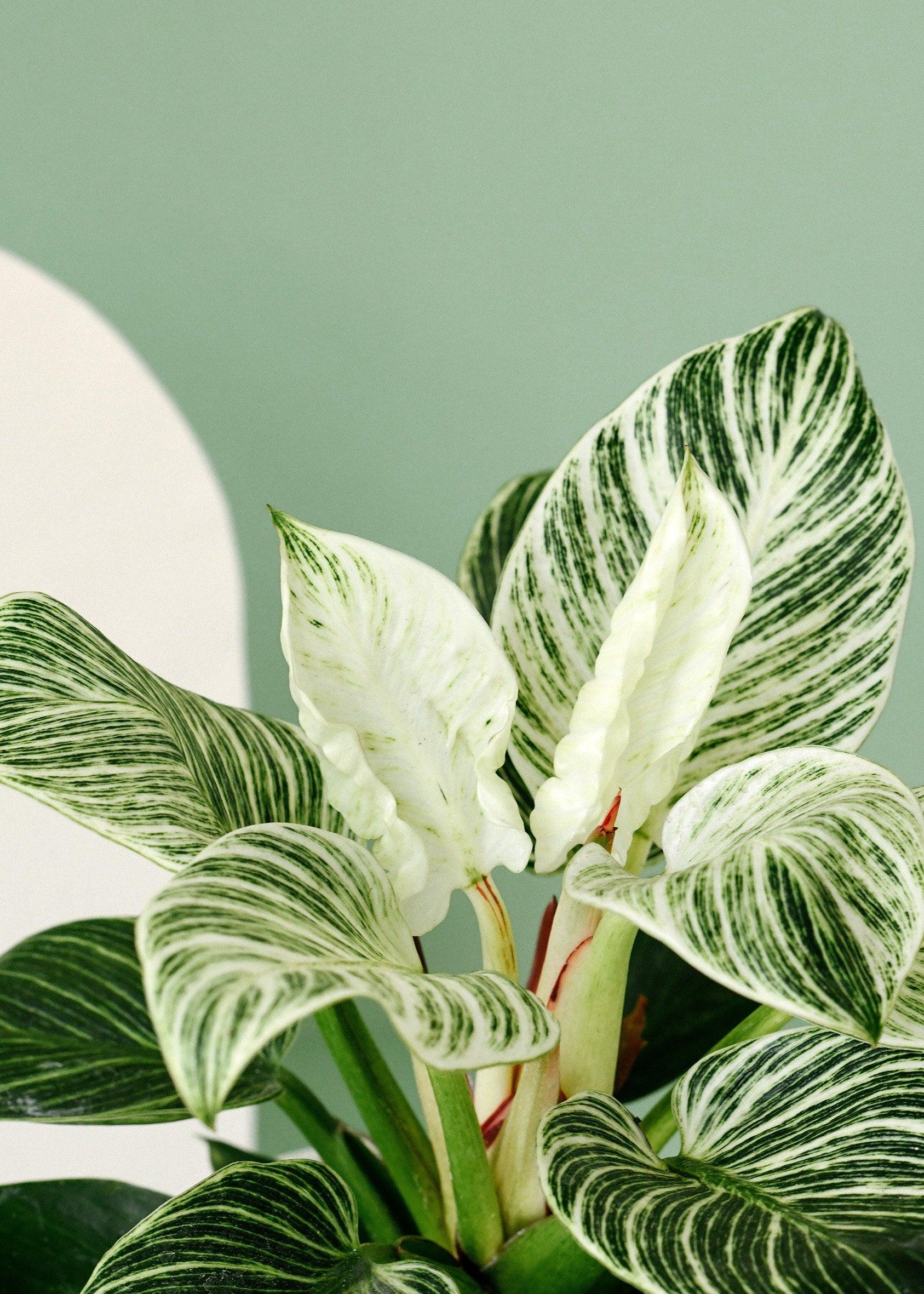 Philodendron Birkin - Image 3
