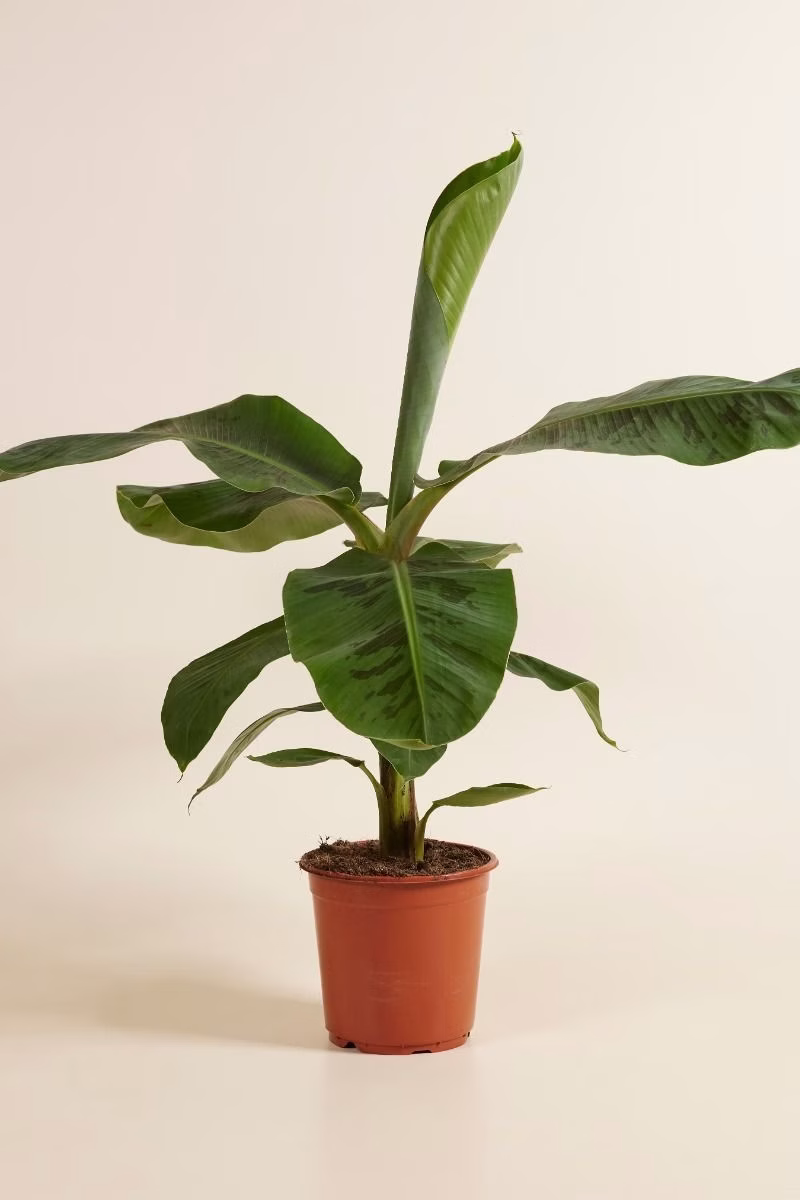 Musa Dwarf Cavendish – Dwarf Banana Plant