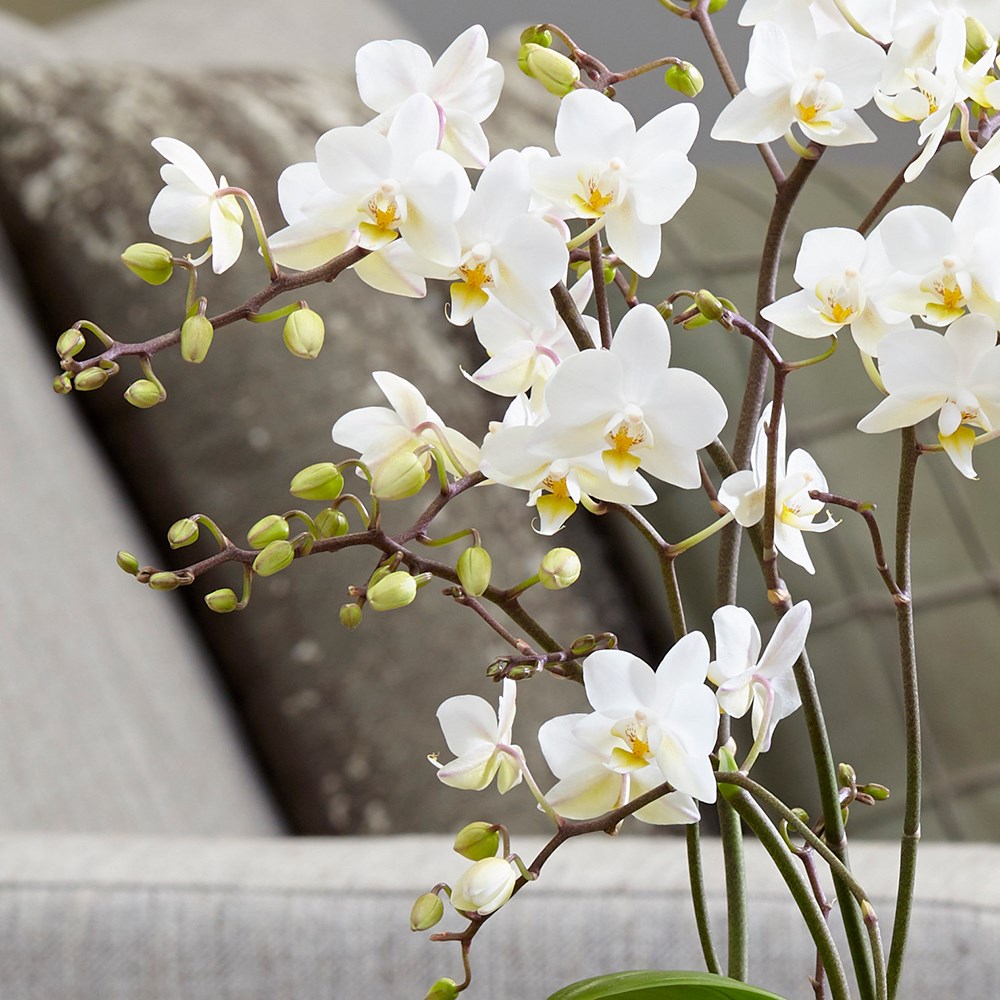 Phalaenopsis Orchid White - Image 2