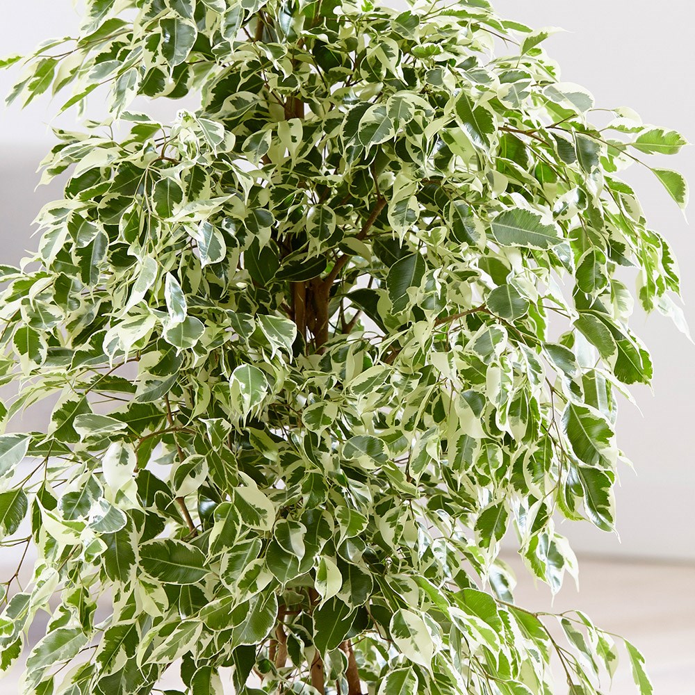 Ficus Benjamina Twilight - Image 2