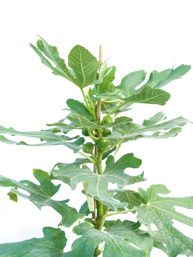 Fig Tree - Image 2