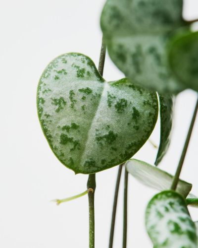 String of Hearts Ceropegia Woodii - Image 2