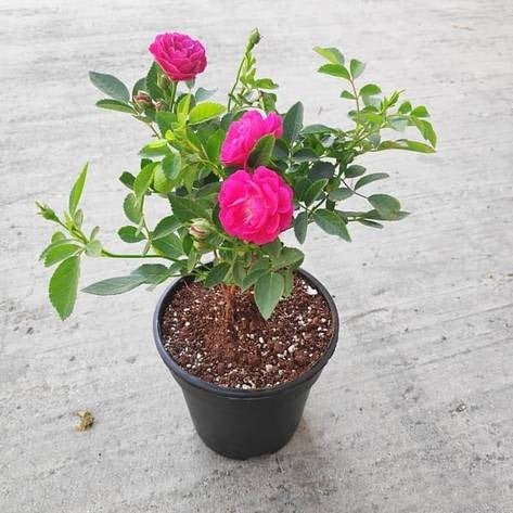 Rose - Pink