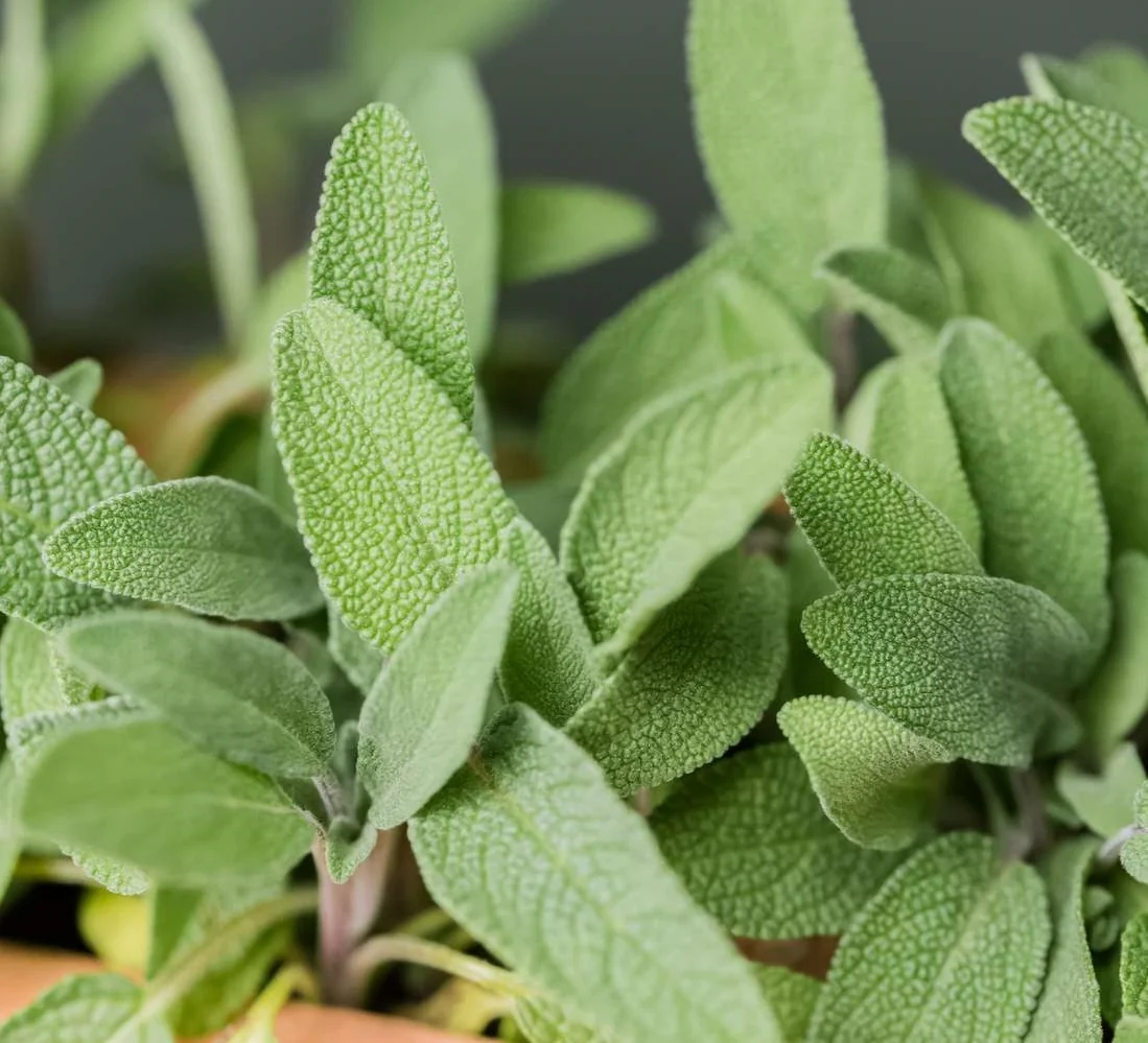 Salvia Officinalis- Moramia (Common Sage) - Image 2