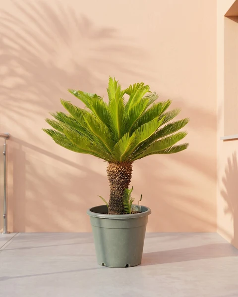 Cycas Revoluta