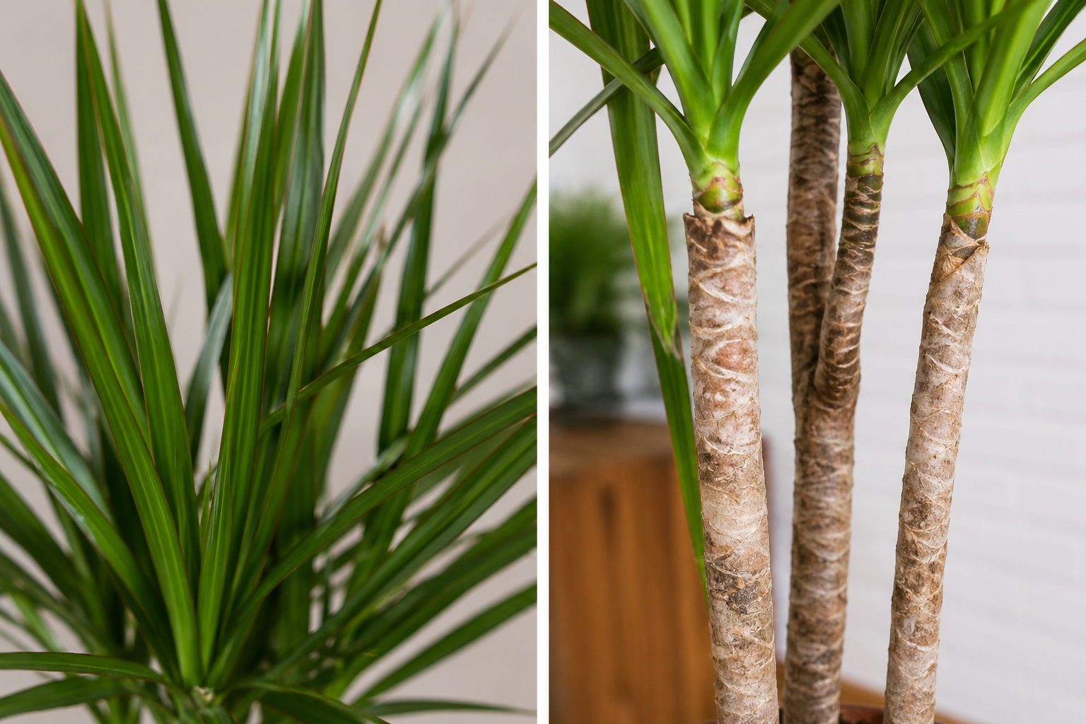 Dracaena Marginata (Dragon Tree) 3PP - Image 2