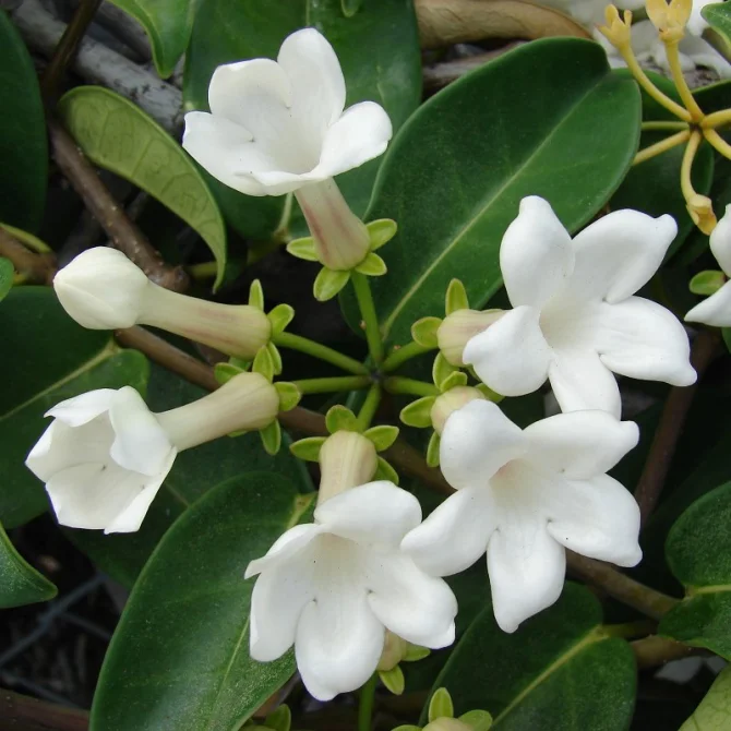 Madagascar Jasmine - Image 4