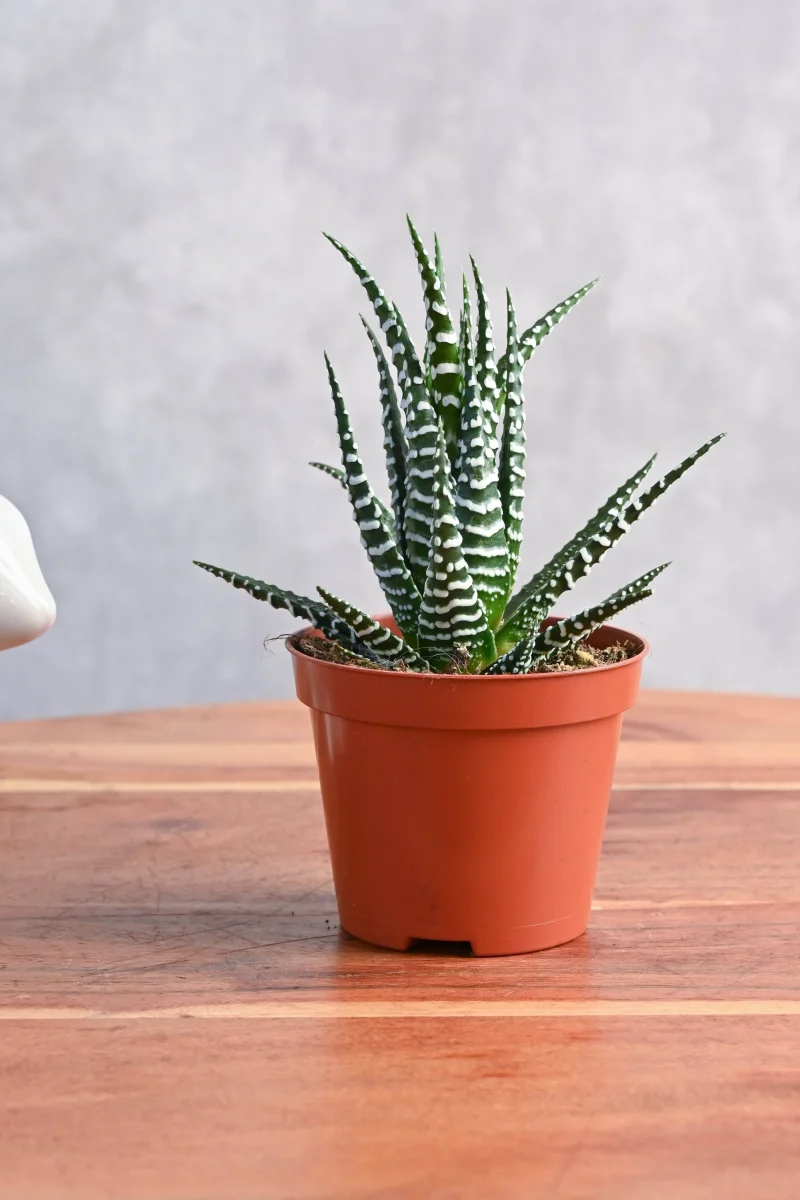 Haworthia Fasciala