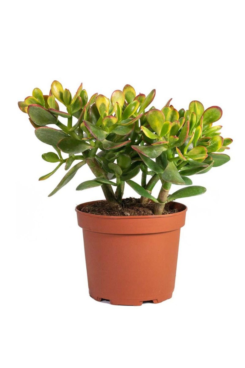 Crassula Sunset (Jade plant)