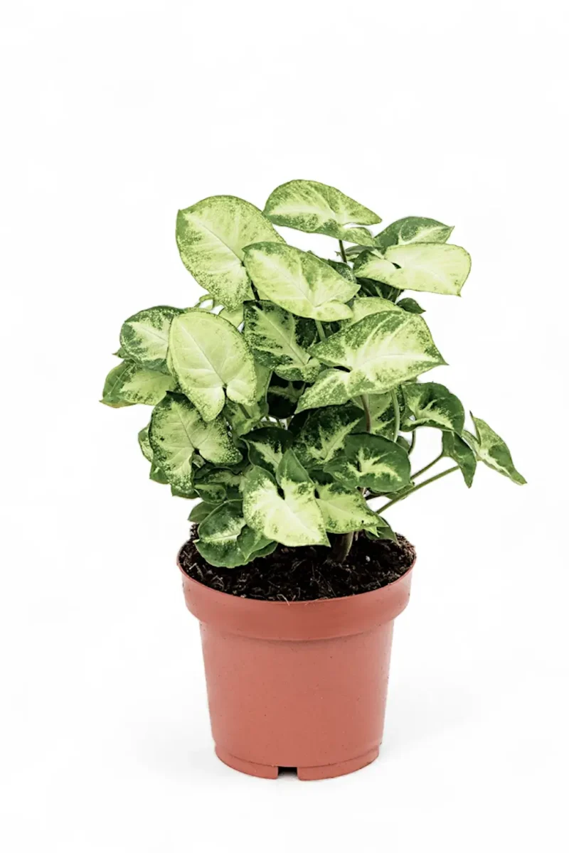 Syngonium Plant