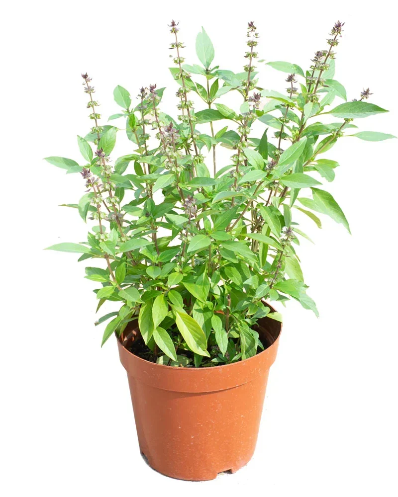 Ocimum Basil - Moshmum