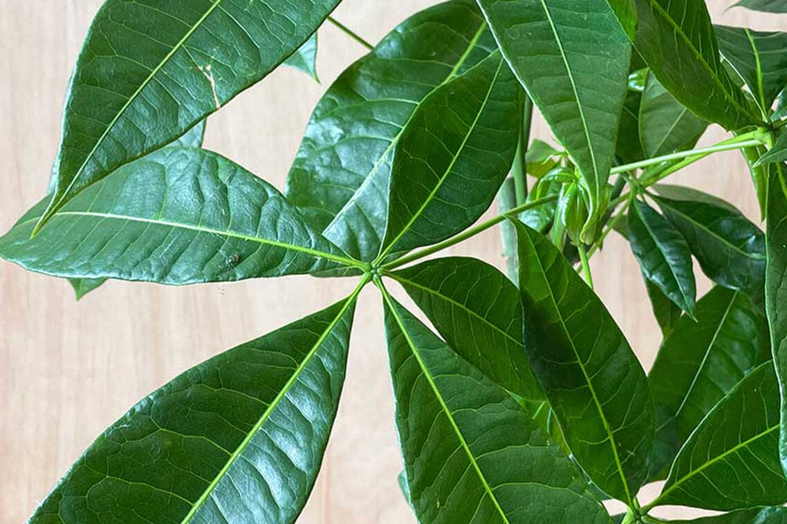Pachira Aquatica (Money Plant) - Image 2