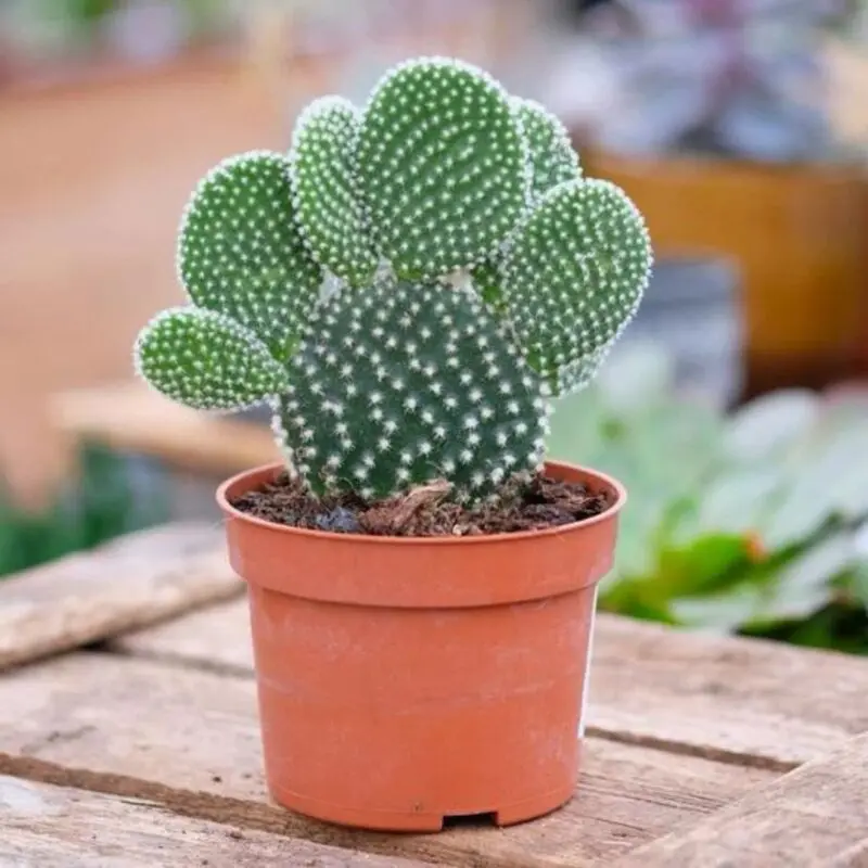 Opuntia Cactus Albispina