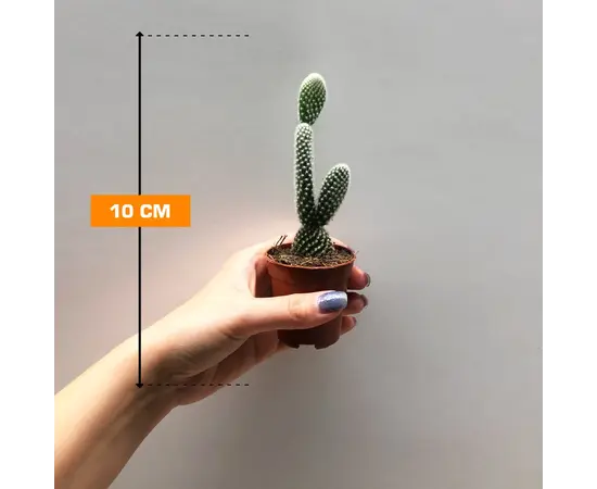 Opuntia Cactus Albispina - Image 2