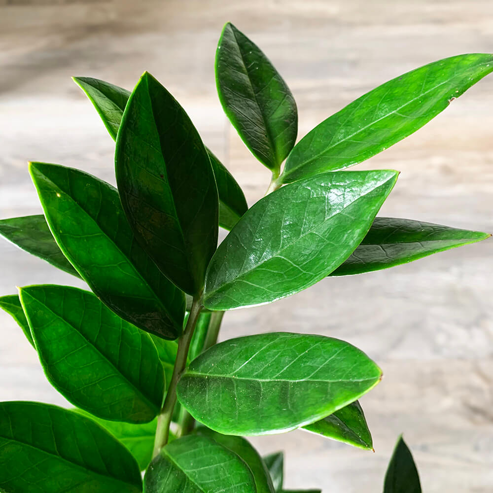 Zamioculcas Zamiifolia - Image 3