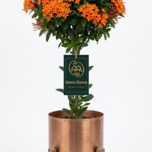 Orange Ixora mini Glow Dwarf Plant (( WITHOUT THE POT ))