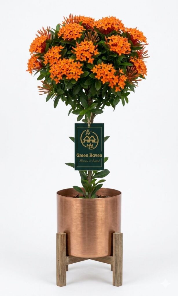 Orange Ixora mini Glow Dwarf Plant (( WITHOUT THE POT ))