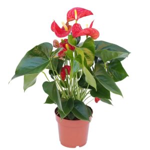 Anthurium Royal Red Big
