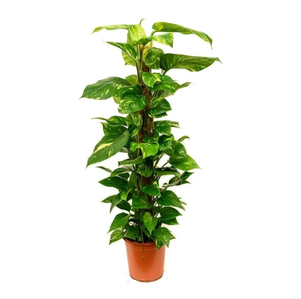 Money PlantMosstick Big