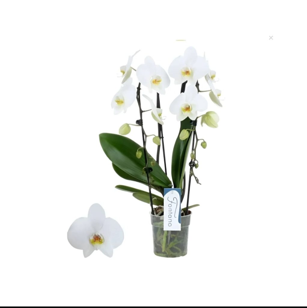 Orchid White