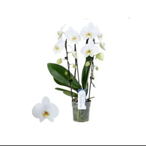 Orchid White