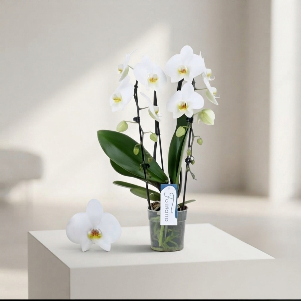Orchid White