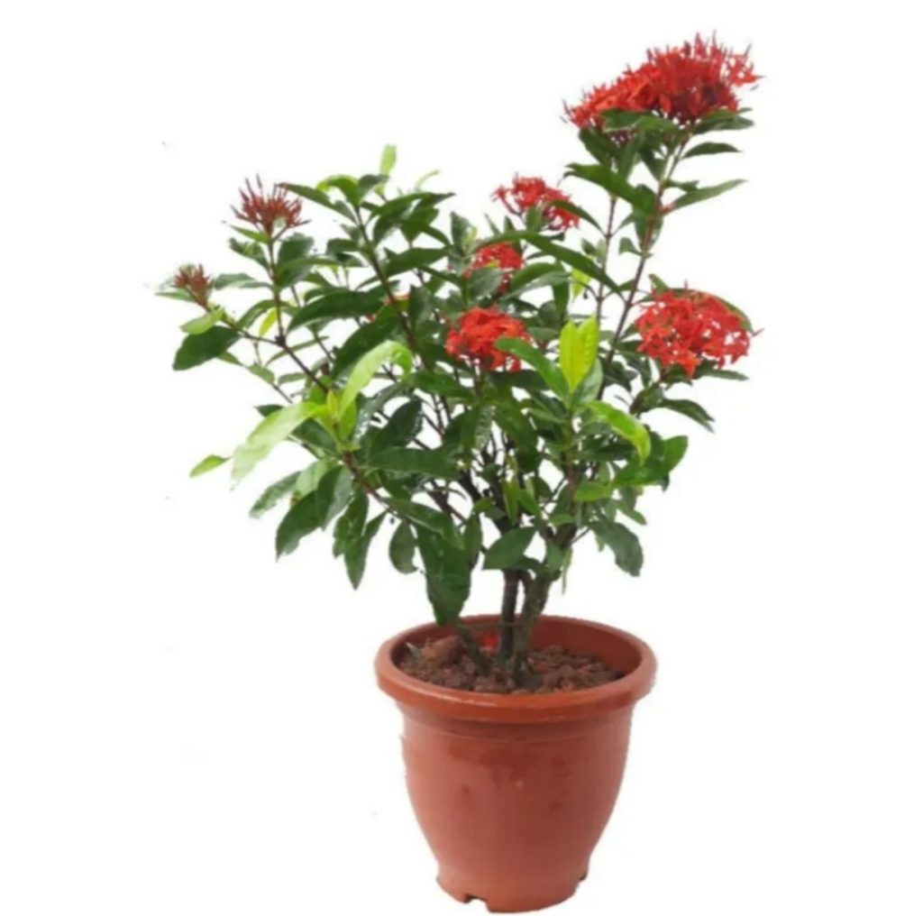Ixora Red