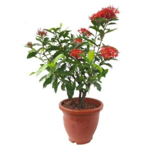 Ixora Red