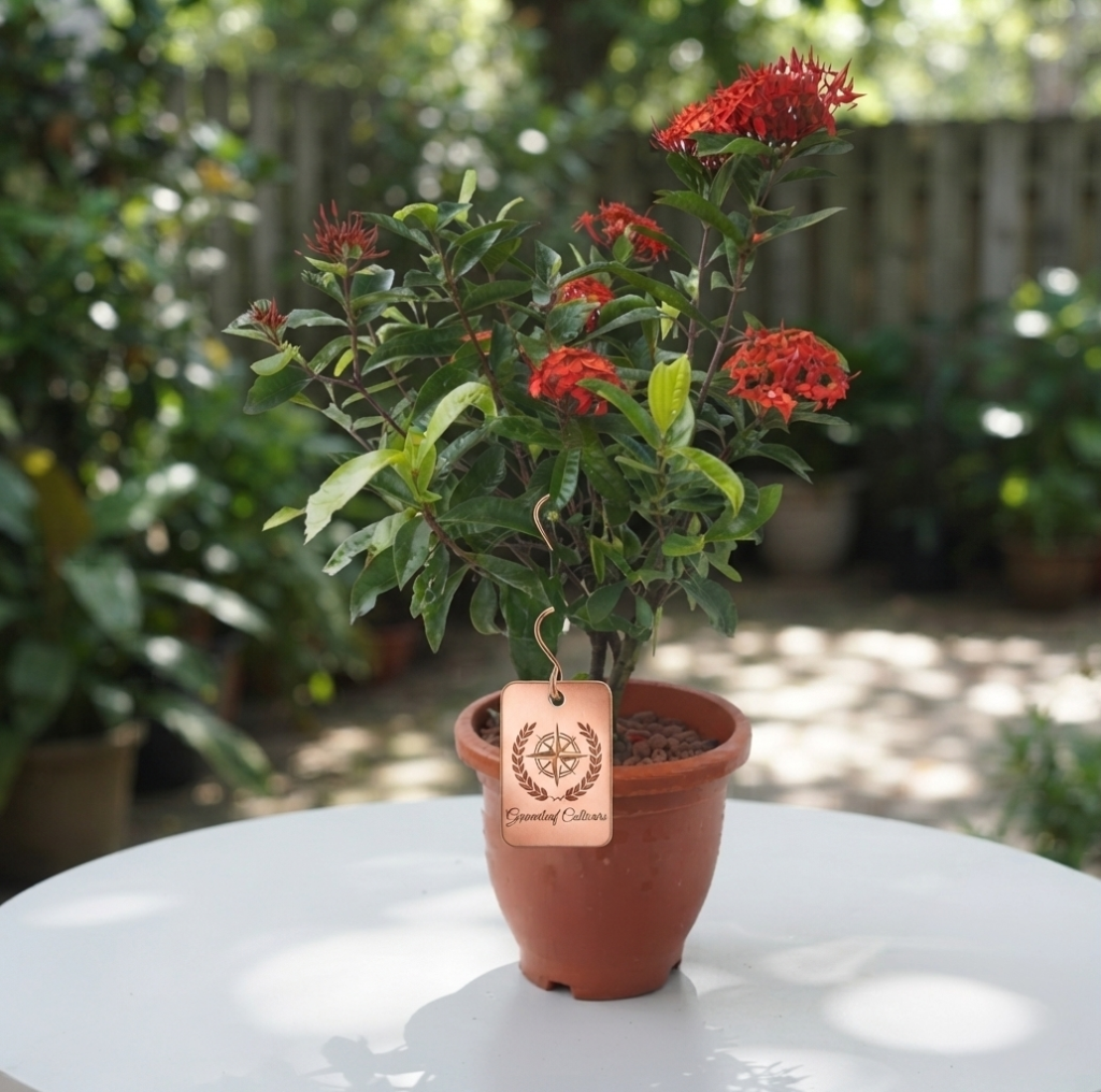 Ixora Red