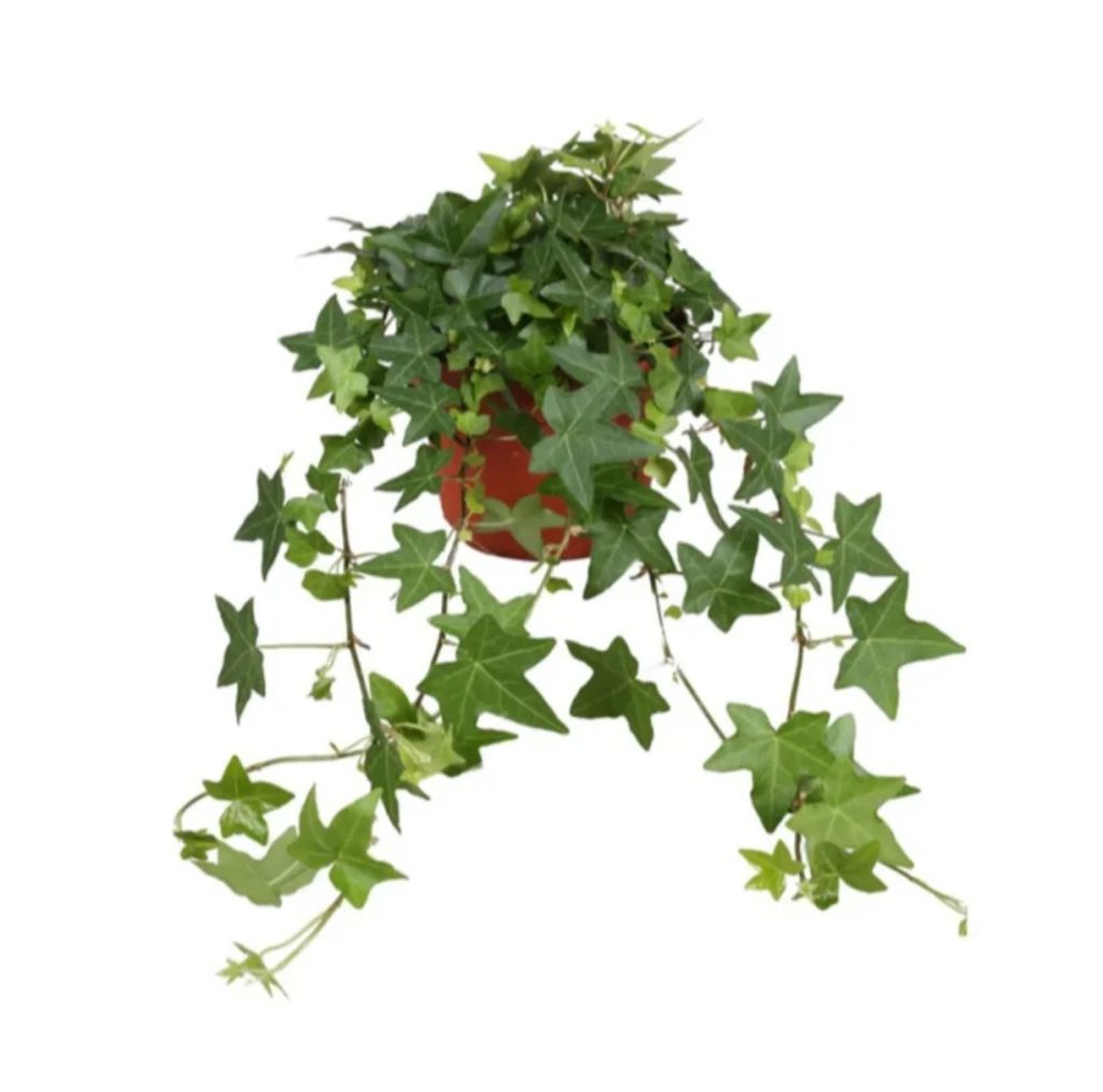 Hedera Helix Pittsburgh