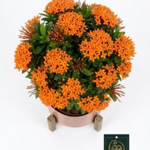 Orange Ixora mini Glow Dwarf Plant (( WITHOUT THE POT ))