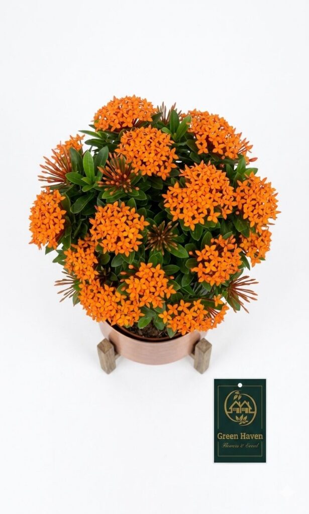 Orange Ixora mini Glow Dwarf Plant (( WITHOUT THE POT ))