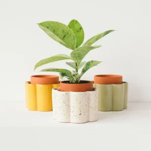 Planter Box
