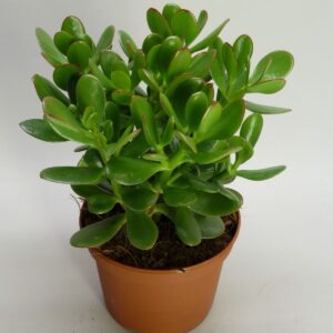 Crassula Ovata