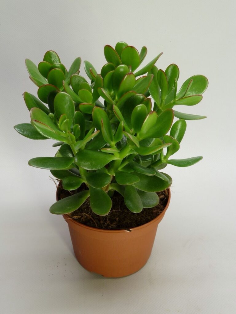 Crassula Ovata