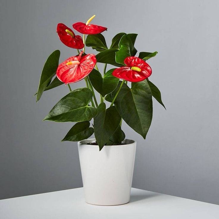 Anthorium Red -Large
