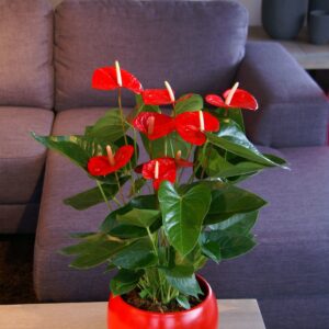 Anthorium Red -Large