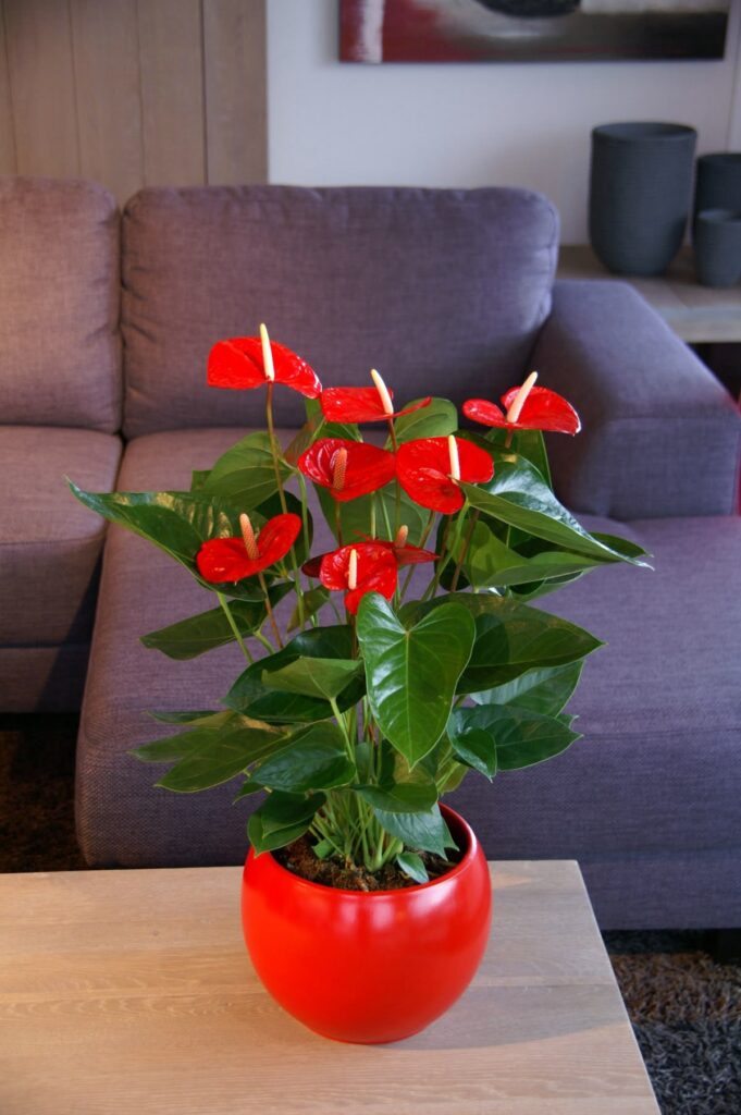 Anthorium Red -Large